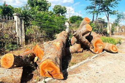 Kiểm điểm 2 tập thể và 2 cá nhân vụ chặt hạ 15 cây xanh tại trụ sở xã