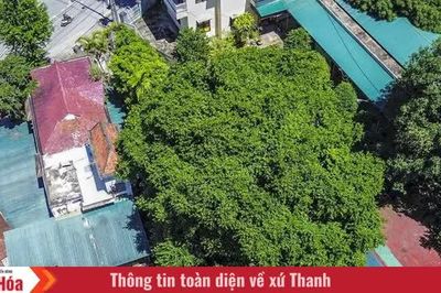 Ấn tượng cây thị 700 năm tuổi