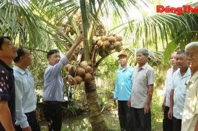 Sức sống của cây dừa trên vùng đất nhiễm phèn