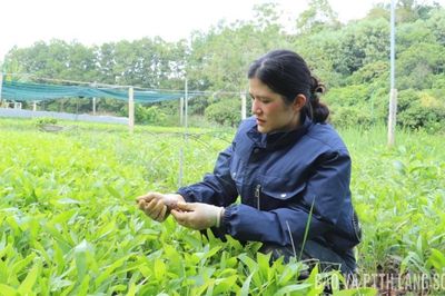 Tuấn Sơn làm giàu từ cây giống