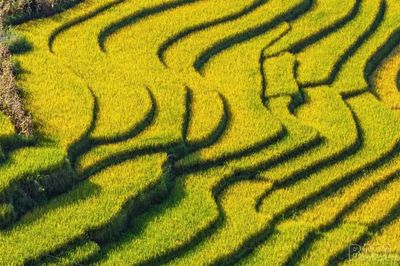 Ngày 7/10: Một số loại lúa tươi đồng loạt tăng