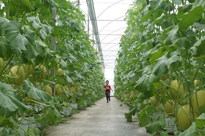 Đắk Mil phát triển nông nghiệp ứng dụng công nghệ cao