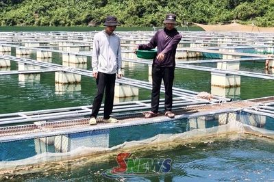 Mường La đẩy mạnh liên kết, nâng cao giá trị nuôi cá lồng