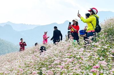 Mùa hoa sinh kế trên đá