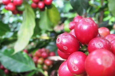Canh tác bền vững: Bước ngoặt của cà phê Tây Bắc