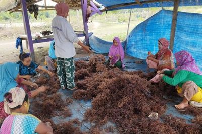 Indonesia muốn đưa ngành chế biến rong biển lên hàng đầu thế giới