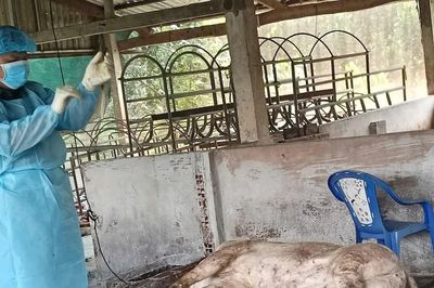 Vĩnh Long: Hàng chục con lợn chết nghi mắc dịch tả lợn châu Phi