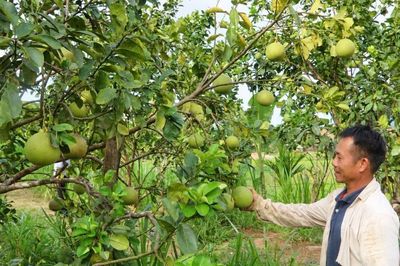Đà Nẵng: Người dân Phước Năng đổi tư duy, mở hướng làm giàu