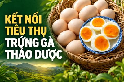 Kết nối tiêu thụ, nâng cao giá trị trứng gà thảo dược