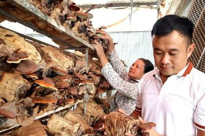 Hà Nội: Nhà nghiên cứu 'tay ngang' bén duyên với nấm lim xanh