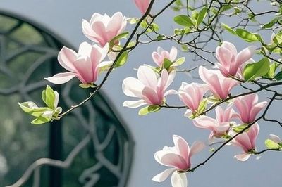 Tháng sinh Âm lịch của người phụ nữ có cả nhan sắc lẫn khí chất