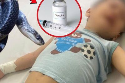 Ấn Độ: Bé trai 4 tuổi bị rắn cắn, nhưng bị tiêm nhầm vaccine phòng dại