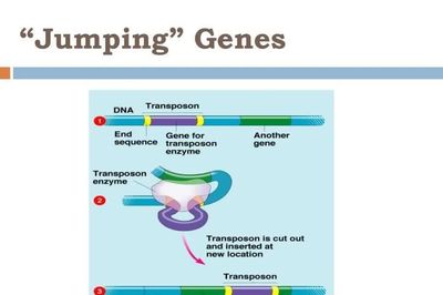 Phát hiện bộ gene trong não người có thể di chuyển khắp DNA