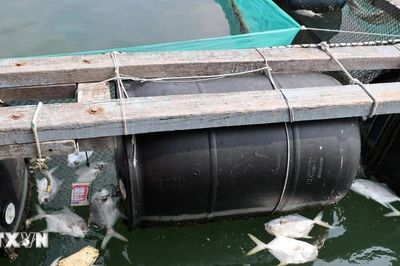 Thông tin kết quả phân tích vụ cá chết bất thường tại bờ biển Hà Tĩnh