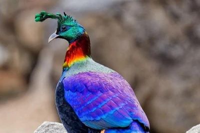 Loài chim ở Himalaya phải đổi giọng vì sức ép của con người