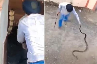 Bắt sống rắn hổ mang chúa dài 3 mét bò vào nhà vệ sinh