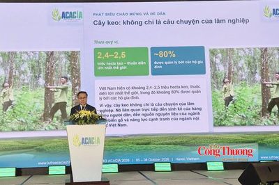 Cây keo và bài toán thoát khỏi vòng xoáy dăm gỗ