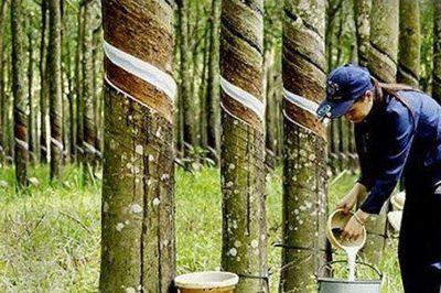 Thị phần cao su Việt Nam tại Trung Quốc giảm mạnh: Ai đang chiếm lấy thị phần?