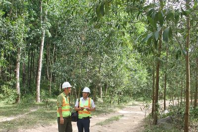 Xuất khẩu gỗ tăng trưởng 7,3%, nguyên liệu trong nước thành lợi thế cạnh tranh