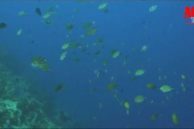 Xung đột tại Hormuz đe dọa hệ sinh thái của Vịnh Péc-xích