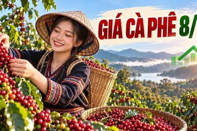 Giá cà phê hôm nay 8/10/2026: Tăng trở lại, cao nhất 94.400 đồng/kg