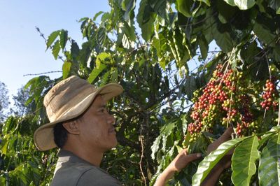 Nông dân phía Tây Lâm Đồng háo hức vào vụ thu hoạch cà phê