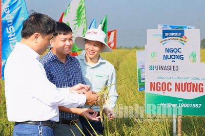 Hải An triển khai nhiệm vụ vụ Xuân 2027; đánh giá mô hình lúa Ngọc Nương 9