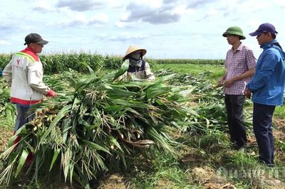 Hướng đi dài hạn cho cây ngô sinh khối