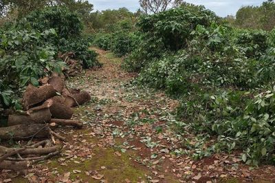 Gia Lai: Mưa lớn kèm gió mạnh khiến 32 hộ dân bị thiệt hại