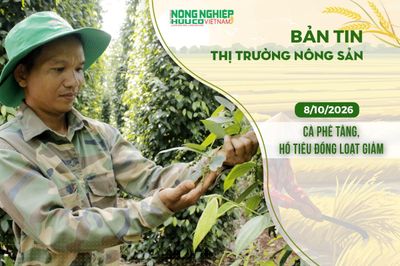 Thị trường nông sản 8/10/2026: Cà phê tăng, hồ tiêu đồng loạt giảm