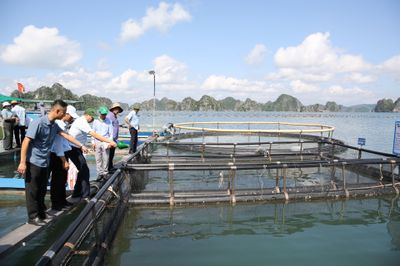 Quảng Ninh: Từ con giống đến đầu ra, cá song được nuôi theo quy trình VietGAP