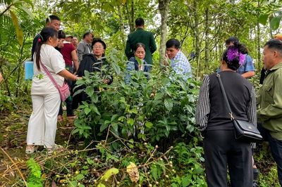 Xây vùng nguyên liệu chuẩn cho dược liệu Việt