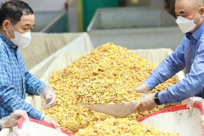 Trà hoa vàng từ bảo tồn nguồn gen đến phát triển vùng dược liệu