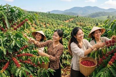 Giá cà phê hôm nay 9.10 lao dốc, Tây Nguyên đồng loạt mất 1.400 đồng/kg