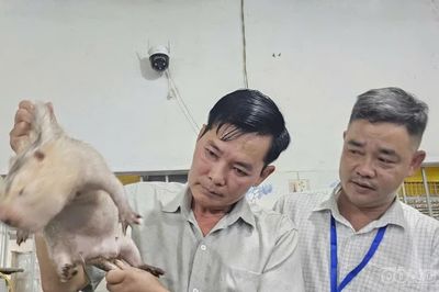 Lão nông làm giàu nhờ nuôi con 'nhịn uống, ăn tiết kiệm'