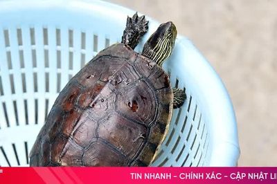 Người dân Mai Phụ giao nộp rùa cổ sọc quý hiếm