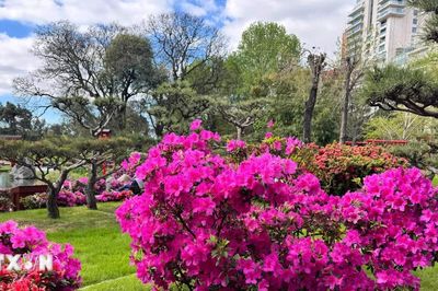 Mùa đỗ quyên rực rỡ giữa lòng Buenos Aires