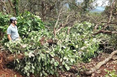 Mưa lớn gây thiệt hại sản xuất, sạt lở nhiều công trình tại Gia Lai
