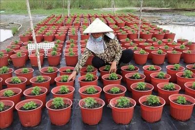 Đồng Tháp xuống giống hơn 1.400 ha hoa kiểng phục vụ Tết Nguyên đán 2027