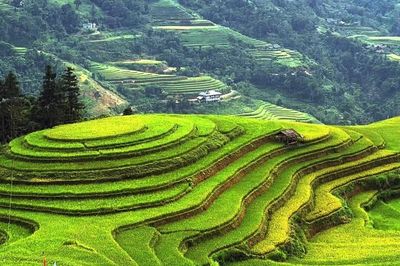 Mùa vàng trải sóng ở Hoàng Su Phì