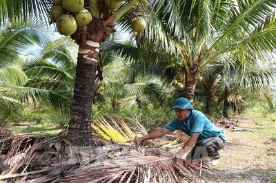 Hoàn thiện chính sách thúc đẩy nông nghiệp xanh