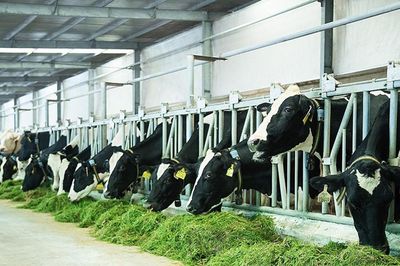 Tháo gỡ các điểm nghẽn, hướng tới phát triển bền vững ngành sữa