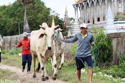Giữ nét văn hóa Hội đua bò Bảy Núi