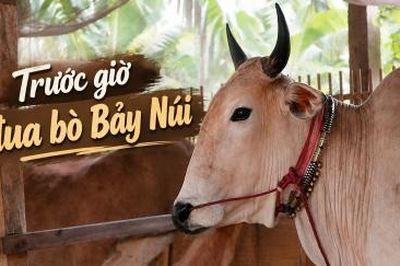 Trước giờ đua bò Bảy Núi
