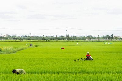 Gieo sinh kế xanh từ di sản nông nghiệp