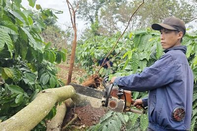Lốc xoáy làm gãy đổ hàng trăm cây trồng ở xã Ia Krái