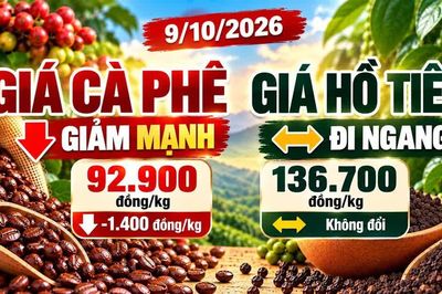 Giá cà phê, hồ tiêu hôm nay 9/10: Cà phê giảm sâu, hồ tiêu đi ngang