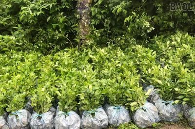 Mường Khương cấp hơn 230.000 cây giống, mở rộng vùng chè