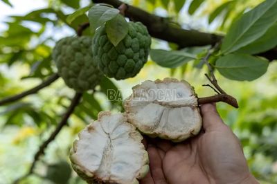 Theo chân nông dân thôn Quyết Tâm thu hoạch na trái vụ