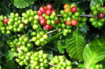 Giá cà phê hôm nay 9/10/2026: Giảm mạnh 1.400 đồng/kg, Robusta lao dốc, Lâm Đồng vẫn có giá cao nhất